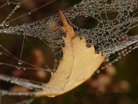 Herfstig berkenblad in spinnenweb